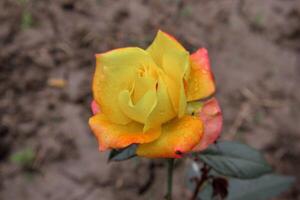 Close-Up of a Yellow and Orange Bicolor Hybrid Tea Rose Bloom with Dewdrops in a Garden photo