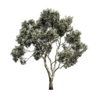Tree with Sparse Foliage png