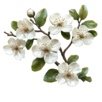 White Blooming Flowers on Branch with Green Leaves png
