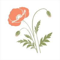 Sunflower illustration with white background vector
