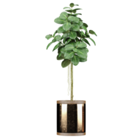 3d Rendering Of Ficus umbellata plant in Pot on isolated on transparent Canvas png
