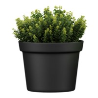 3d Rendering Of Lemon thyme plant in planter on Transparent Canvas png