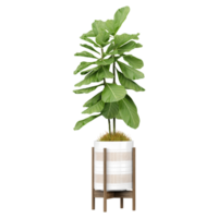 3d Rendering Of Fiddle-leaf fig plant in Pot on isolated on transparent Canvas png