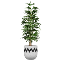 3d Rendering Of Broadleaf lady palm plant in Pot on isolated on transparent Canvas png