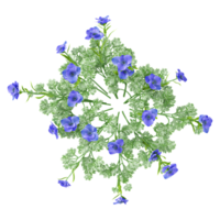 3d rendering of Nemophila plant isolated on transparent Canvas from the top view png