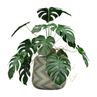 3d Rendering Of Swiss cheese plant in Pot on isolated on transparent Canvas png