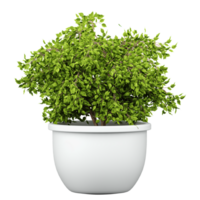 3d illustration of Weeping fig in planter isolated on transparent canvas png
