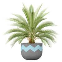 3d Rendering Of Sago palm plant in Pot on isolated on transparent Canvas png
