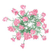 3d rendering of China pink plant isolated on transparent Canvas from the top view png