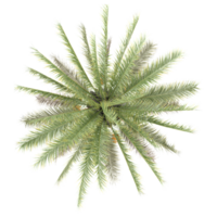 3d Rendering Of Sago palm plant in Pot on isolated on transparent Canvas from the top view png