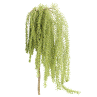 3d rendering of Cottonwood tree treeisolated on transparent Canvas png