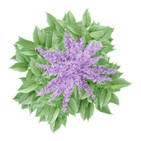 3d rendering of Lavender plant isolated on transparent Canvas from the top view png