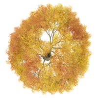 3d rendering of Japanese Maple treeisolated on transparent Canvas from the top view png