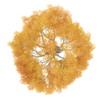Top view of Japanese Maple Tree transparent Canvas png