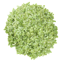 3d rendering of Soleirolia tree treeisolated on transparent Canvas from the top view png