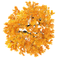 3d illustration of Japanese Maple Tree isolated on transparent Canvas from top view png