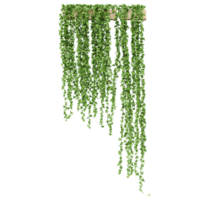 collection of indoor hanging plant with realistic style png