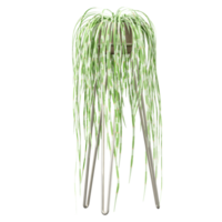 3d Rendering Of Sedges plant in planter on Transparent Canvas png