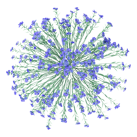 3d rendering of Cornflower plant isolated on transparent Canvas from the top view png