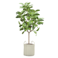 3d Rendering Of Rubber fig plant in Pot on isolated on transparent Canvas png