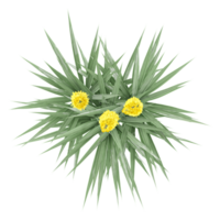 3d rendering of Fan palms plant isolated on transparent Canvas from the top view png