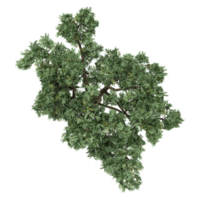 3d rendering of Eucalyptus tree treeisolated on transparent Canvas from the top view png