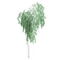 3d Rendering Of Cottonwood tree on Transparent Canvas png