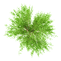 3d illustration of Cottonwood tree isolated on transparent Canvas from top view png