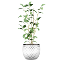 3d Rendering Of Viburnum plant in Pot on isolated on transparent Canvas png