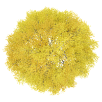 3d rendering of Aspen tree treeisolated on transparent Canvas from the top view png