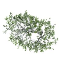 3d rendering of Acacia tree treeisolated on transparent Canvas from the top view png