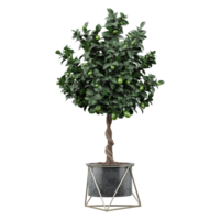3d Rendering Of Calamansi plant in planter on Transparent Canvas png
