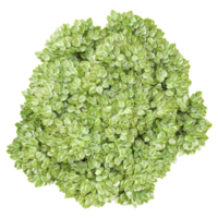 3d illustration of Soleirolia tree isolated on transparent Canvas from top view png