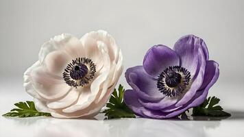 Delicate Anemone Blooms on White Background photo