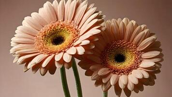 Peach Gerbera Daisies Close Up Soft Light Background photo