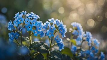 Dreamy Blue Forget Me Nots in Soft Sunlight photo
