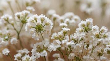 Delicate Gypsophila Flowers in Soft Light Macro Photography photo