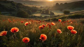 Sunrise Poppies in Derbyshire Peak District photo