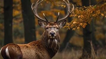Majestic Red Deer Stag in Autumn Forest photo