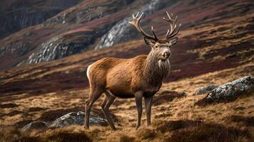 Majestic Scottish Red Deer Stag in Glen Etive Highlands photo