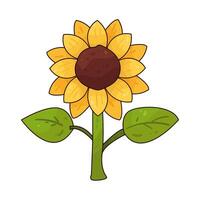 Illustration of sunflower vector