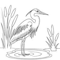 heron coloring page vector