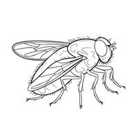 a drawing of a fly on a white background vector
