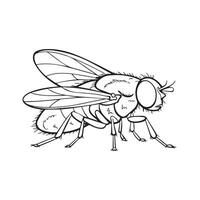 a drawing of a fly with large eyes vector