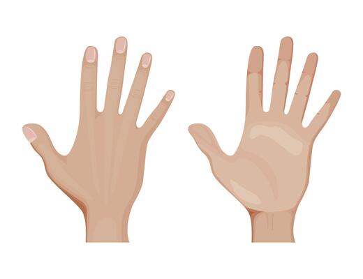 Front and palm side of hand illustration design. Realistic arm, fingers and wrist.