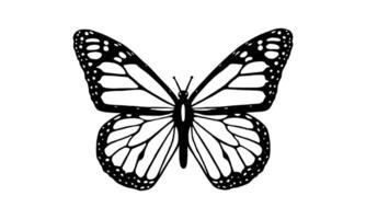 illustration of butterfly on white background. There are two versions design butterfly, black shape and black and white vector
