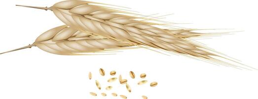 Wheat and seeds on a white background vector