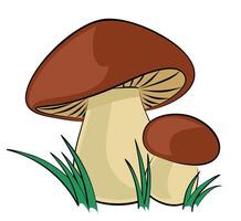 Forest mushrooms with a green grass. vector