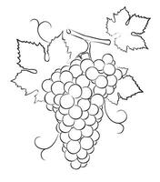 A sketch of a bunch of grapes with leaves and a rod. vector