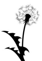 A flower of a field dandelion with seeds. vector